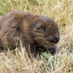 Mountain-Beaver-Pictures