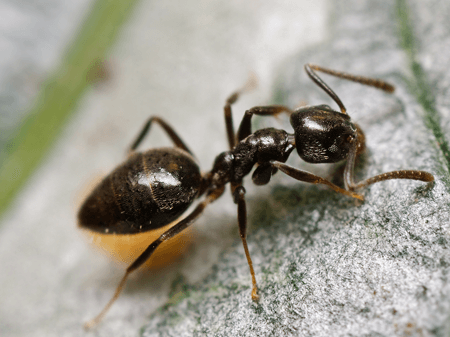 odor-ant