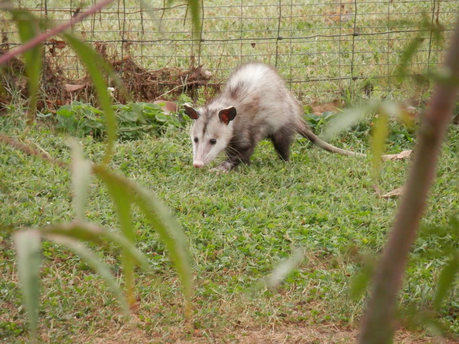 Nuisance animals City of Onkaparinga