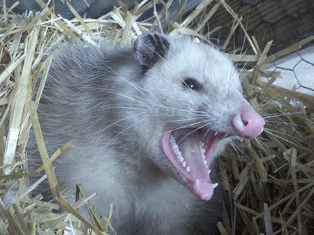 Opossums