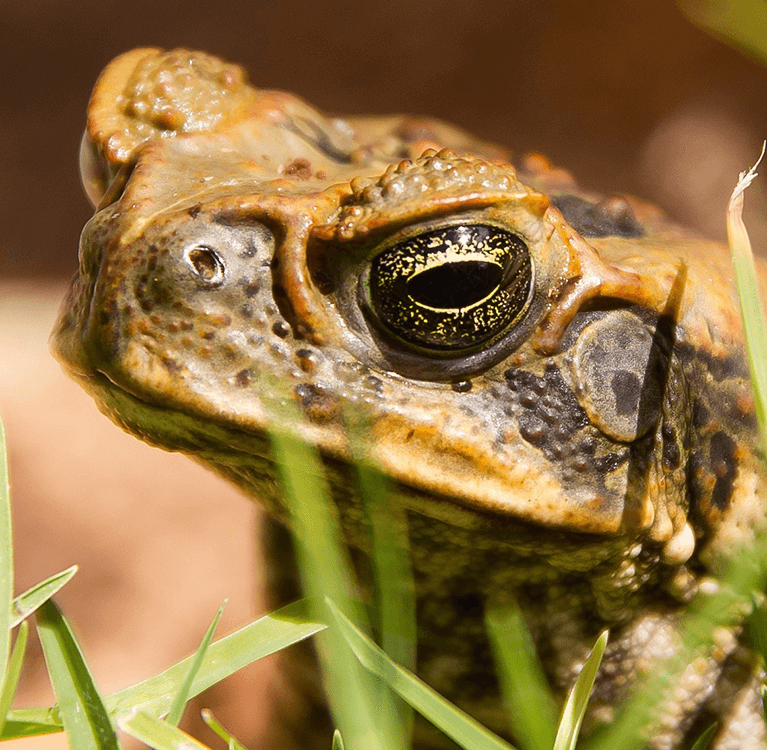 cane-toad
