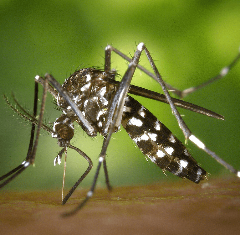 tiger-mosquito-thumb