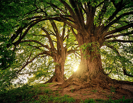 tree-injection-expetise