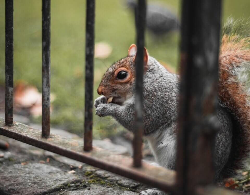 squirrel-trap